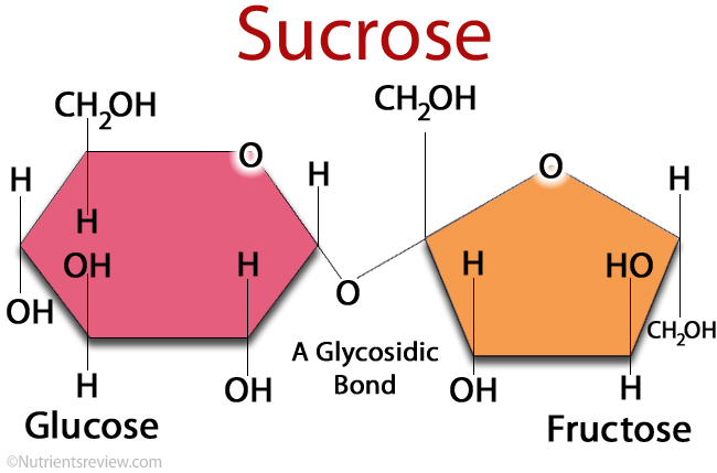 图1.蔗糖分子葡萄糖和果糖。