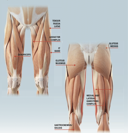 与膝盖相关的关键肌肉