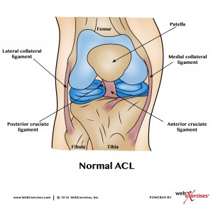 正常膝关节ACL