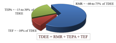 显示TDEE公式的图表