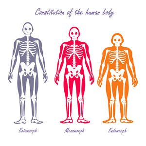 外型、中型和内型体型的骨骼结构。