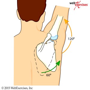 webexercises.shoulder1